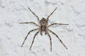 Attēlu rezultāti vaicājumam “Philodromus margaritatus”