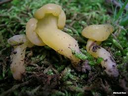 Attēlu rezultāti vaicājumam “Leotia lubrica”