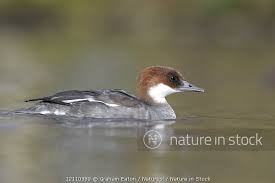 Attēlu rezultāti vaicājumam “Mergus albellus”