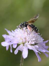 Attēlu rezultāti vaicājumam “Cladopodiella francisci macro”