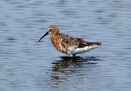 Attēlu rezultāti vaicājumam “Calidris ferruginea”