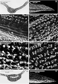 Attēlu rezultāti vaicājumam “Didymodon rigidulus sporophyte”