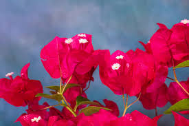 Image result for bougainvillea