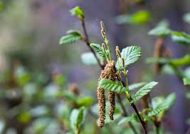 Attēlu rezultāti vaicājumam “Alnus incana female flower”