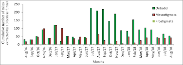 Attēlu rezultāti vaicājumam “Belbodamaeus sp.”