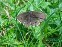 Attēlu rezultāti vaicājumam “Aphantopus hyperantus upperside”