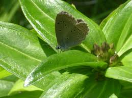 Attēlu rezultāti vaicājumam “Maculinea alcon”