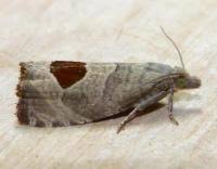 Attēlu rezultāti vaicājumam “Notocelia uddmanniana”