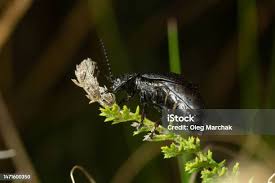 Attēlu rezultāti vaicājumam “Phosphaenus hemipterus male”