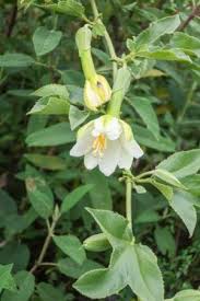 Image result for Adlumia cirrhosa