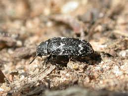 Attēlu rezultāti vaicājumam “Megatoma undata”