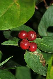 Attēlu rezultāti vaicājumam “Lonicera tatarica fruit”