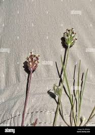 Attēlu rezultāti vaicājumam “Trichia erecta”