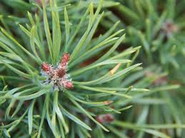 Attēlu rezultāti vaicājumam “Pinus sylvestris leaf”