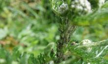 Attēlu rezultāti vaicājumam “Macrosiphoniella millefolii”