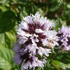 Image result for Menta x piperita