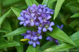 Attēlu rezultāti vaicājumam “Gentiana cruciata flower”
