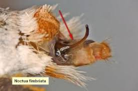 Attēlu rezultāti vaicājumam “Noctua fimbriata imago”