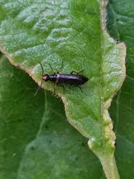 Attēlu rezultāti vaicājumam “Dasytes sp.”