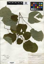 Attēlu rezultāti vaicājumam “Tilia platyphyllos subsp. platyphyllos”