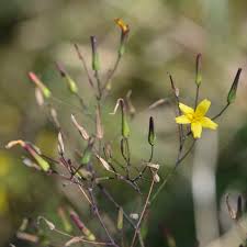 Attēlu rezultāti vaicājumam “Mycelis muralis bud”