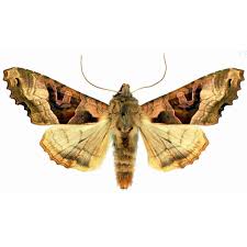 Attēlu rezultāti vaicājumam “Phlogophora meticulosa”