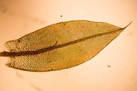 Attēlu rezultāti vaicājumam “Bryum caespiticium”