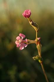 Attēlu rezultāti vaicājumam “Silene tatarica flower”