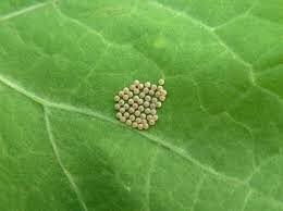 Attēlu rezultāti vaicājumam “Mamestra brassicae larva”