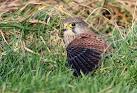other small rodent and the - via Daymix