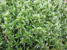 Attēlu rezultāti vaicājumam “Sphagnum russowii”