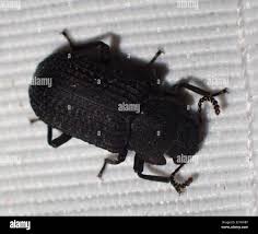 Attēlu rezultāti vaicājumam “Bolitophagus reticulatus imago”