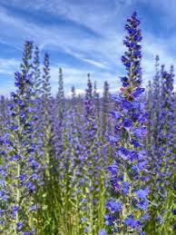 Attēlu rezultāti vaicājumam “Echium vulgare flower”