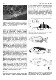 Image result for Petrus rupestris