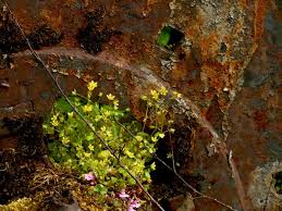 Attēlu rezultāti vaicājumam “Saxifraga cymbalaria fruit”