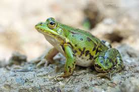 Attēlu rezultāti vaicājumam “Pelophylax”