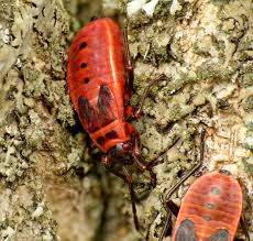 Attēlu rezultāti vaicājumam “Pyrrhocoris apterus”