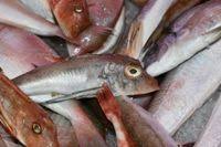 Image result for Chelidonichthys cuculus