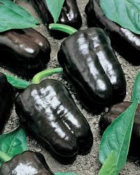 Afbeeldingsresultaat voor purple beauty sweet pepper