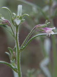 Attēlu rezultāti vaicājumam “Microrrhinum minus leaf”