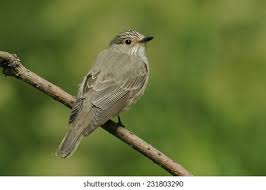 Attēlu rezultāti vaicājumam “Muscicapa striata”