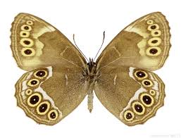 Attēlu rezultāti vaicājumam “Lopinga achine”