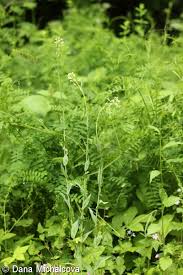 Attēlu rezultāti vaicājumam “Arabis glabra flower”