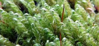 Attēlu rezultāti vaicājumam “Sanionia uncinata”