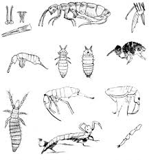 Attēlu rezultāti vaicājumam “Collembola”