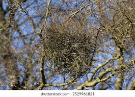 Attēlu rezultāti vaicājumam “Taphrina betulina”