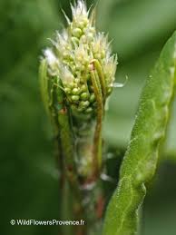 Attēlu rezultāti vaicājumam “Rumex acetosa leaf”