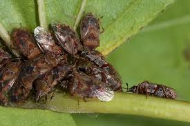 Attēlu rezultāti vaicājumam “Kleidocerys resedae imago”