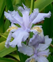Attēlu rezultāti vaicājumam “Iris rosenbachiana flower”