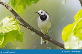 Attēlu rezultāti vaicājumam “Motacilla alba adult”